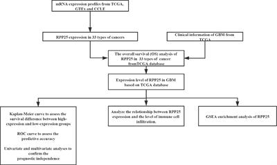 RPP25 as a Prognostic-Related Biomarker That Correlates With Tumor Metabolism in Glioblastoma